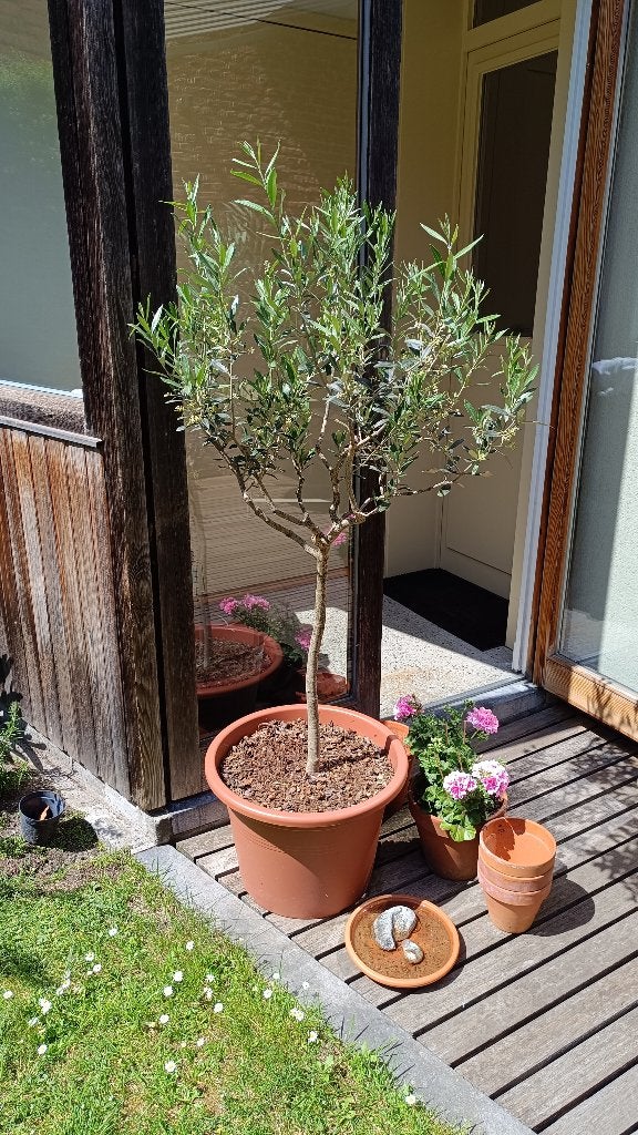 Olijfboompjes in 45cm pot - Olea europaea (twee beschikbaar), Ophalen, In pot, Olijfboom