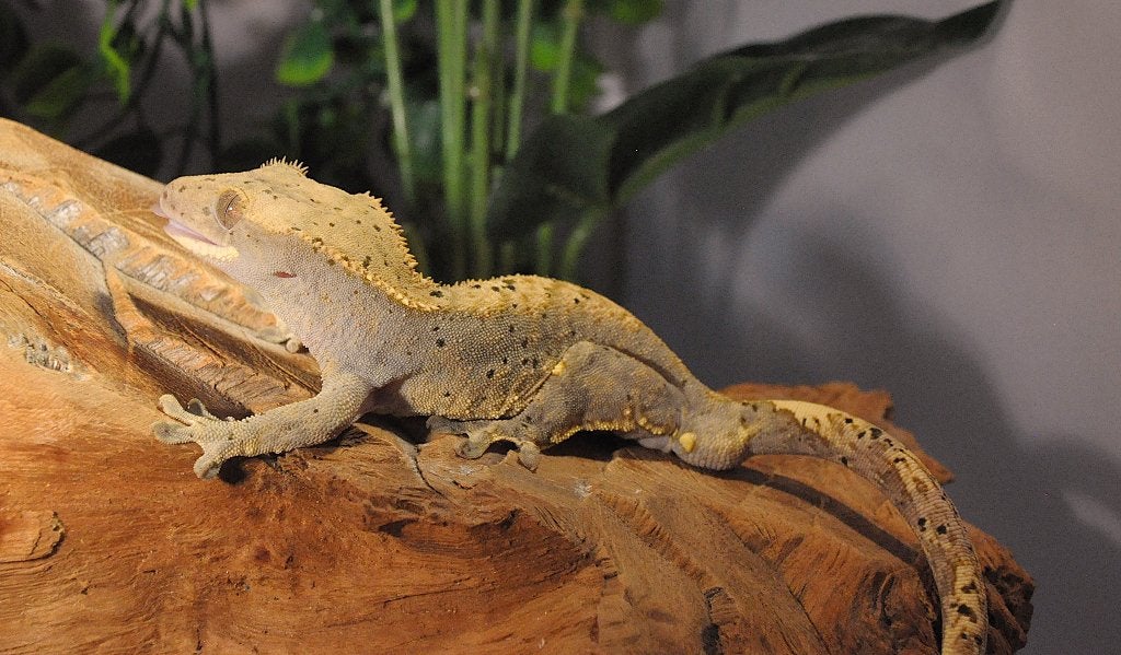 Wimpergekko 20, Animaux & Accessoires, Reptiles & Amphibiens, Autres espèces, 0 à 2 ans