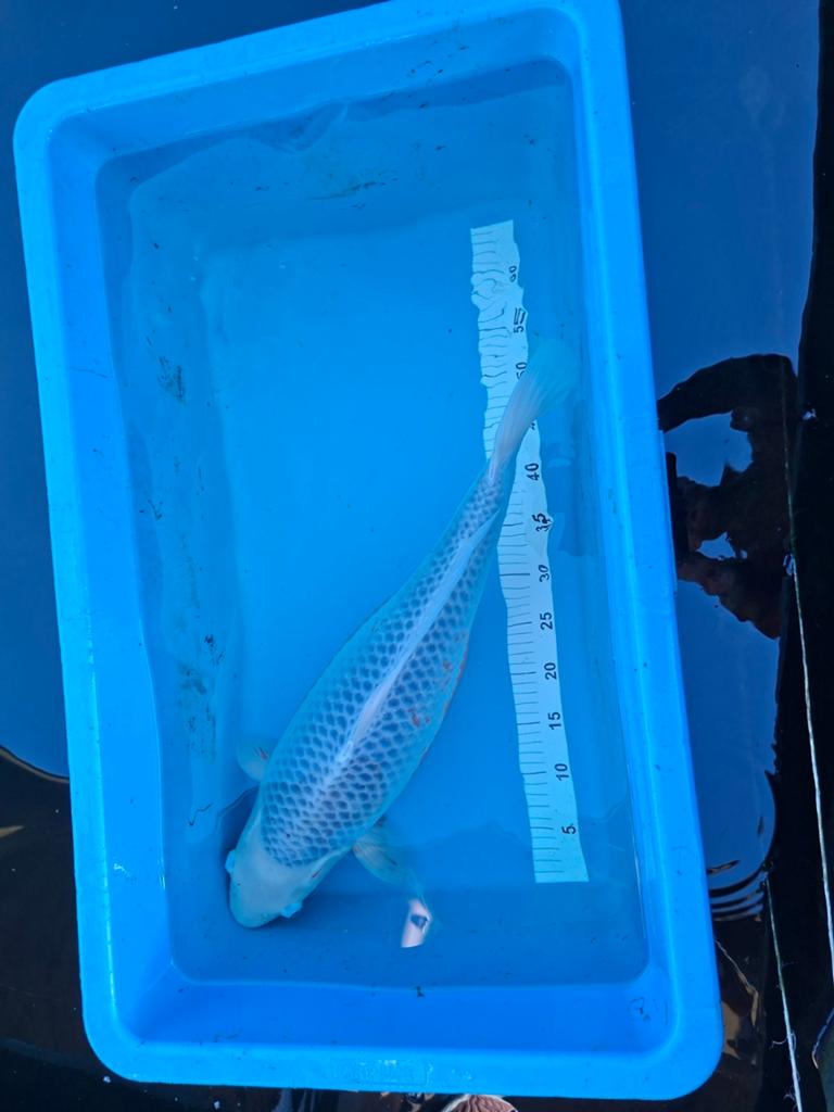 Japanse koi Asagi, Dieren en Toebehoren, Vissen | Vijvervissen, Karper of Koi