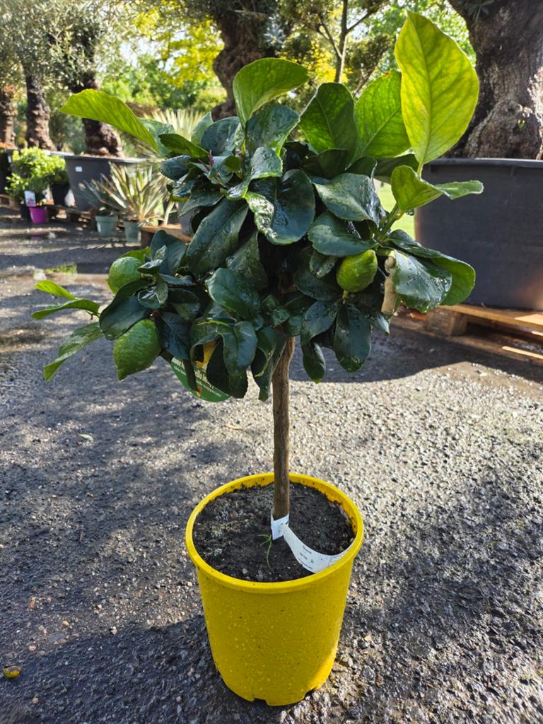 Citrus citroen 4 seizoenen, Ophalen