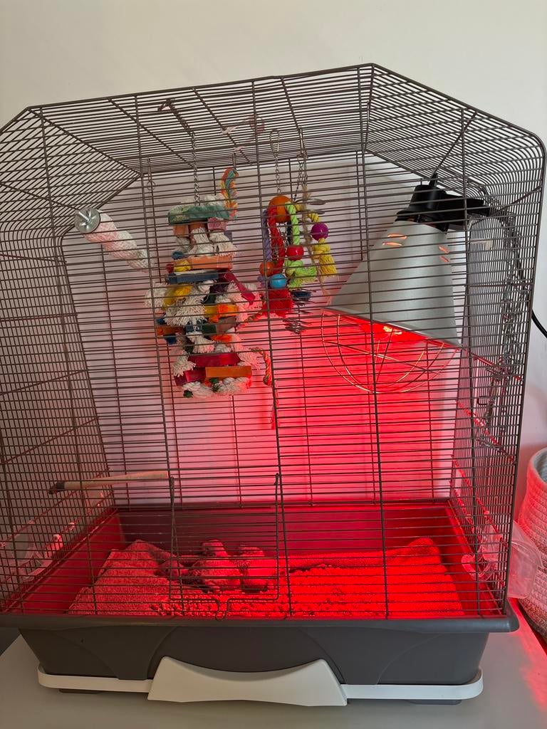 2 Perruche grand Alexandre, Animaux & Accessoires, Oiseaux | Cages & Volières, Enlèvement, Comme neuf