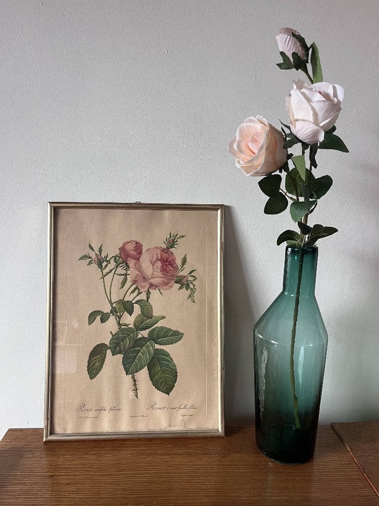 Vintage botanische prent 'Rosa Centifolia) - P.J.Redouté, Ophalen, 41 cm, Ingelijst werk, Zo goed als nieuw