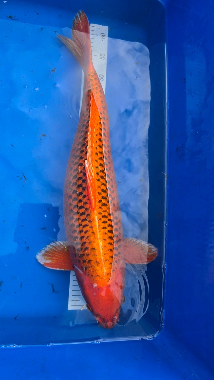Japanse koi aan spotprijzen!, Dieren en Toebehoren