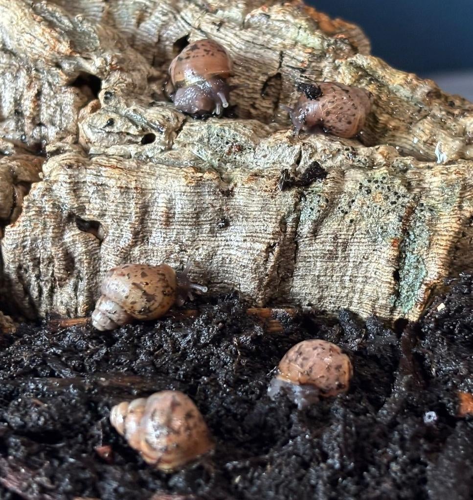 Achatina fulica babies / agaatslak, Januari