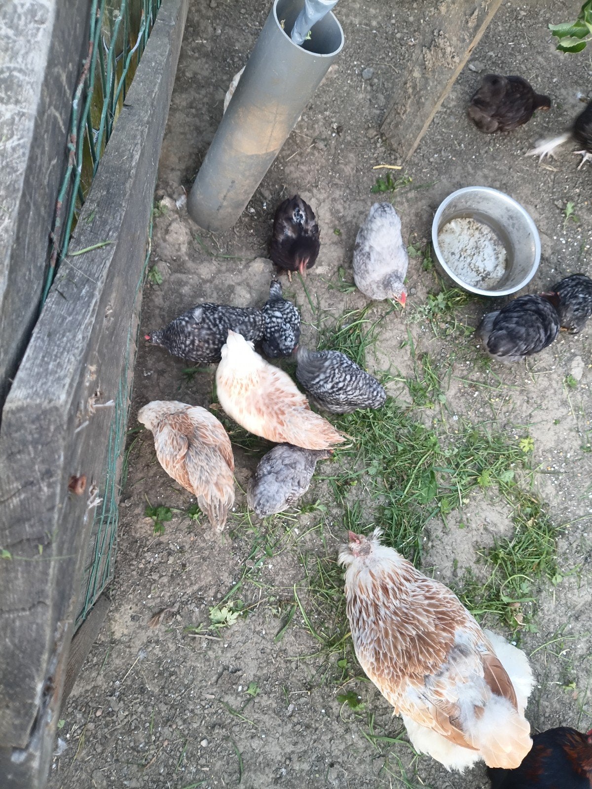 Grand choix de poussins cochin de différents âges, Animaux & Accessoires, Plusieurs animaux, Poule ou poulet
