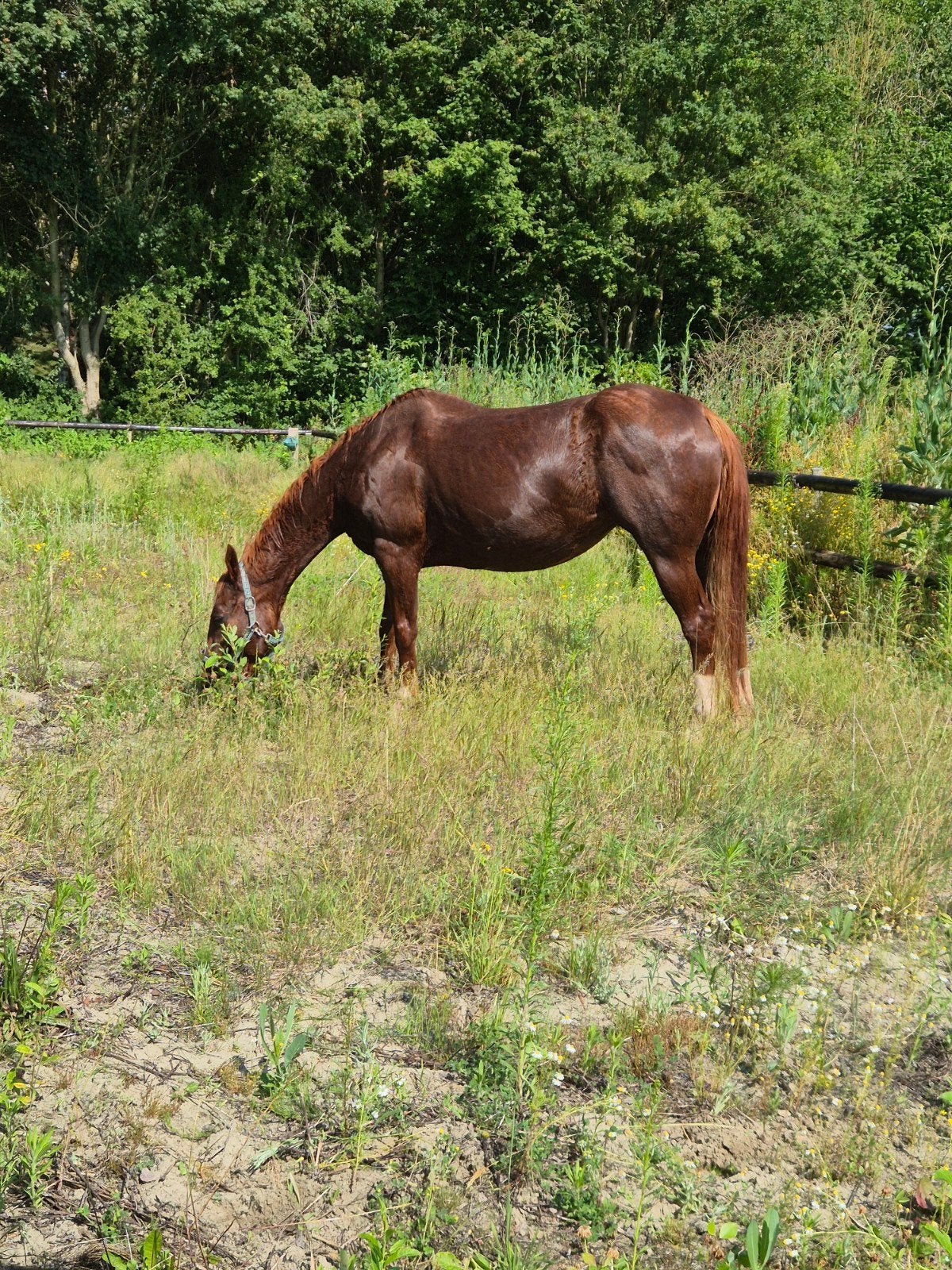 Quarter merrie  zeer braaf, buienritten, ZZ, 11 ans ou plus, Poney western, Poney E (1.48 m - 1.57m)