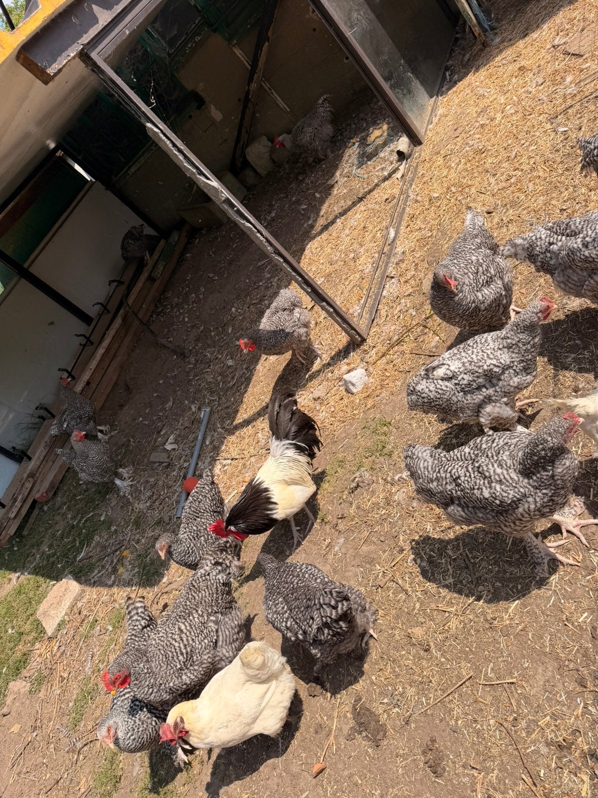 Haan (hanen) te koop, Dieren en Toebehoren, Pluimvee, Mannelijk, Kip