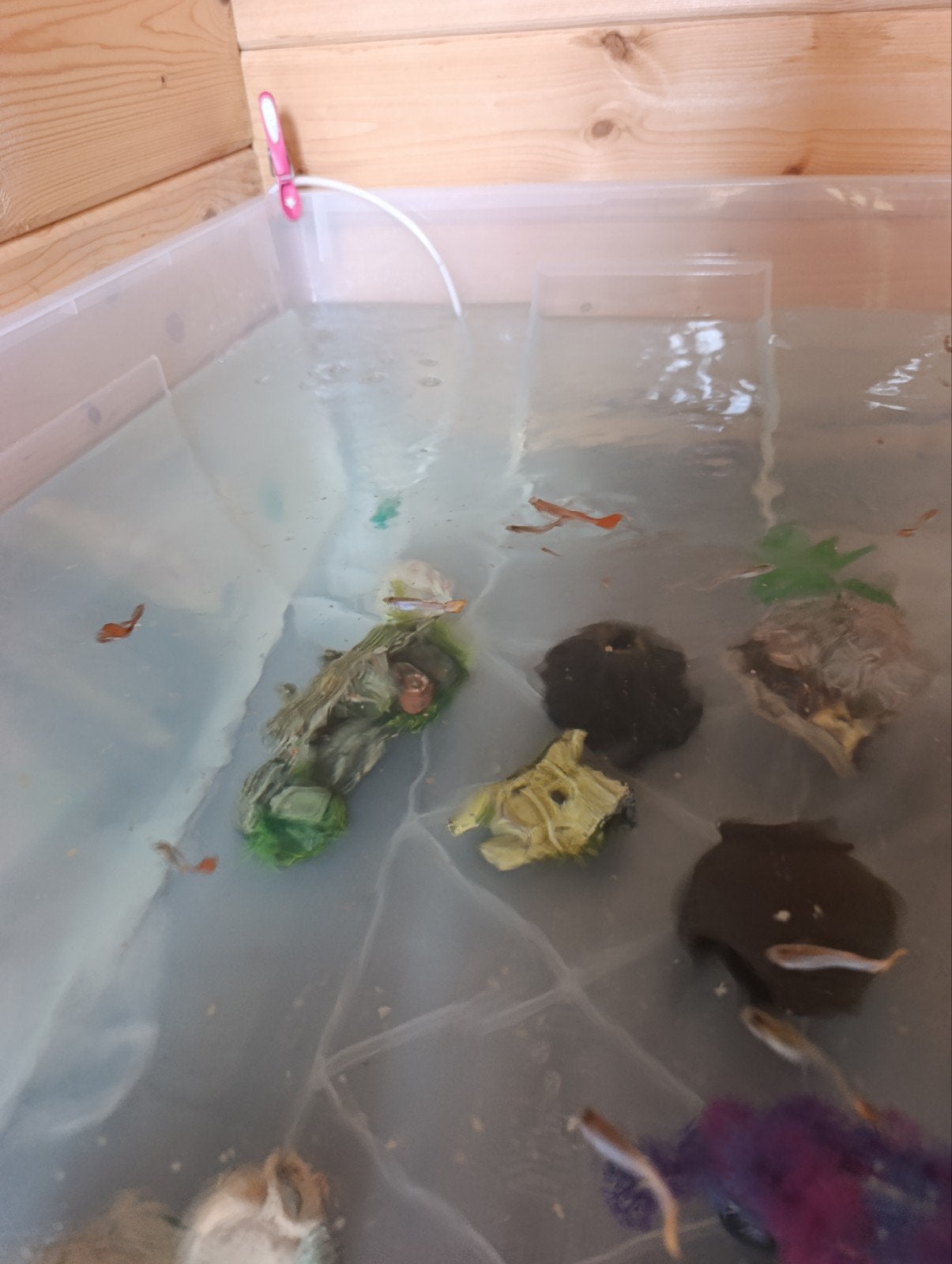 pêche au guppy, Animaux & Accessoires, Poisson, Poisson d'eau douce, Banc de poissons