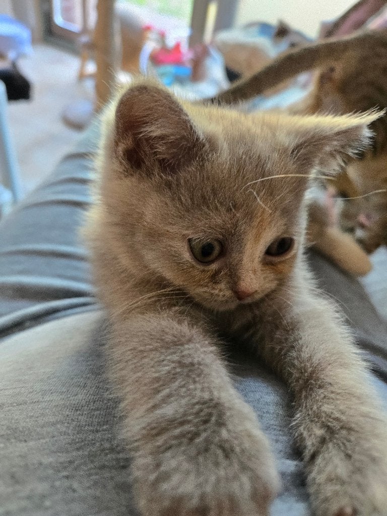 Brits korthaar kitten gefokt  wettelijke fokprogramma, Dieren en Toebehoren, Poes, Met stamboom, 0 tot 2 jaar