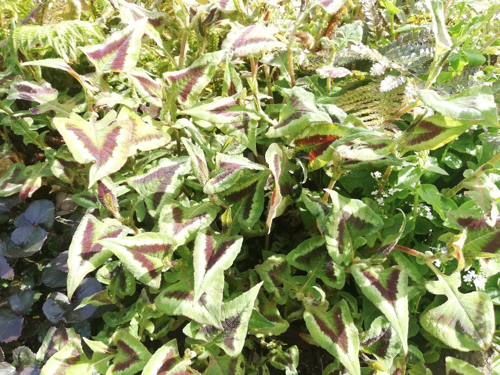 Persicaria Microcephala, Tuin en Terras, Ophalen