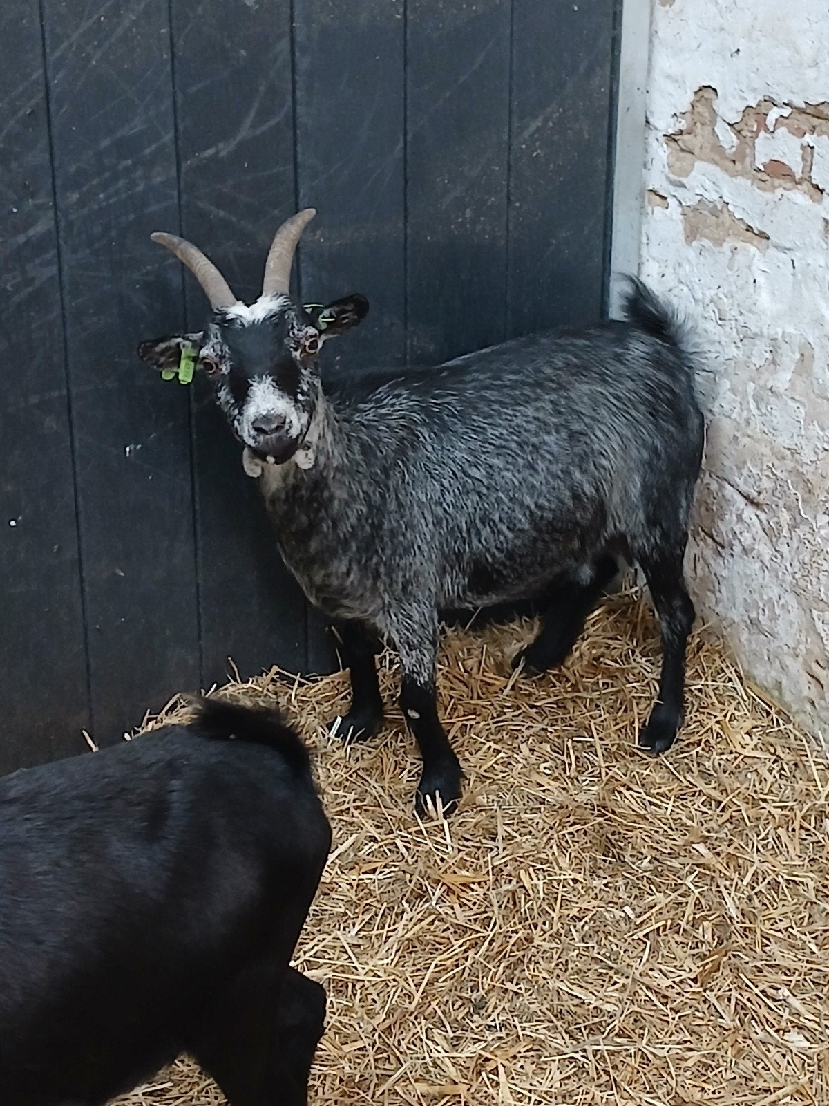 geiten drachtig, Animaux & Accessoires, Moutons, Chèvres & Cochons