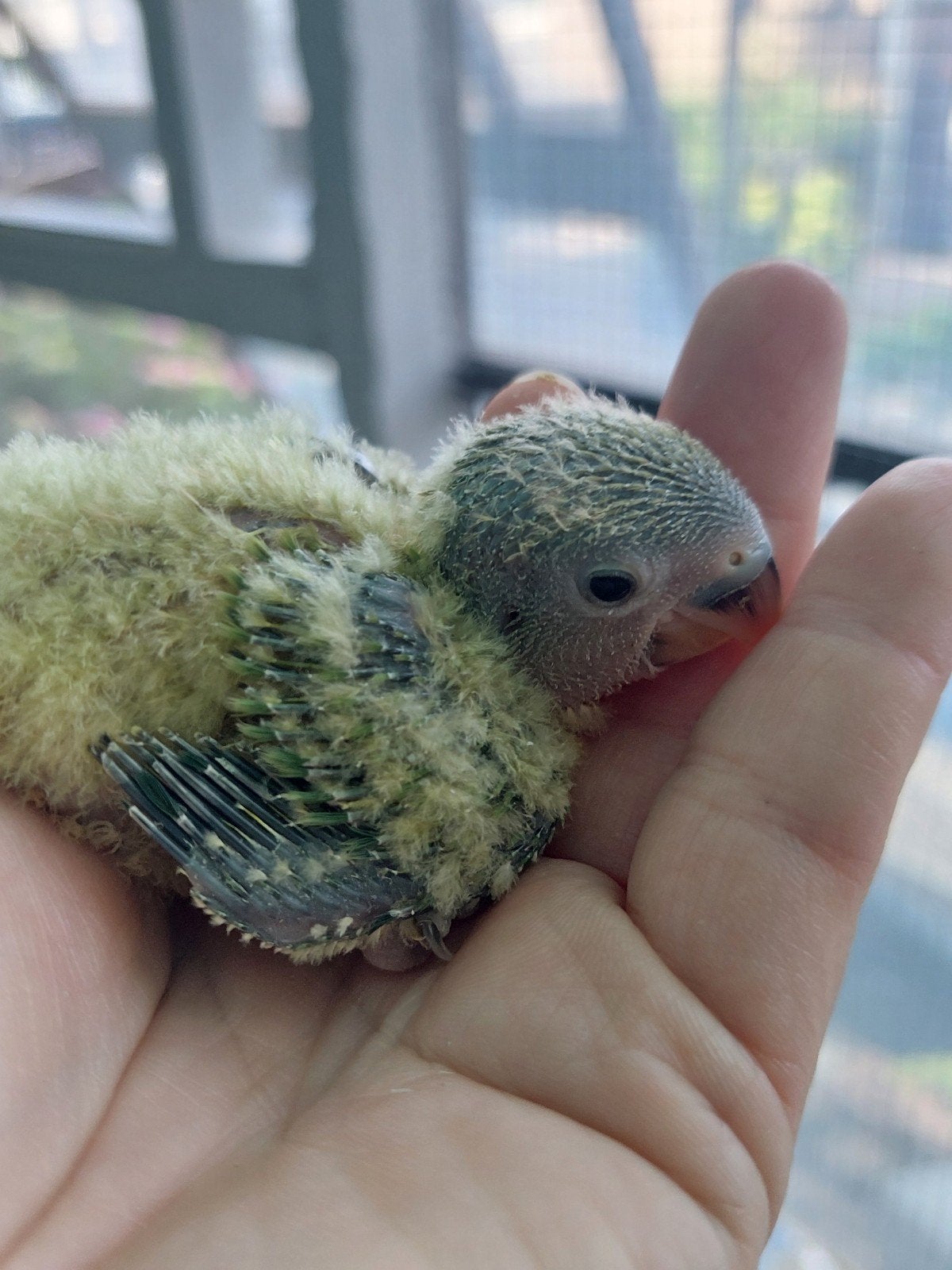 Dwergpapegaai tamme baby, Bagué