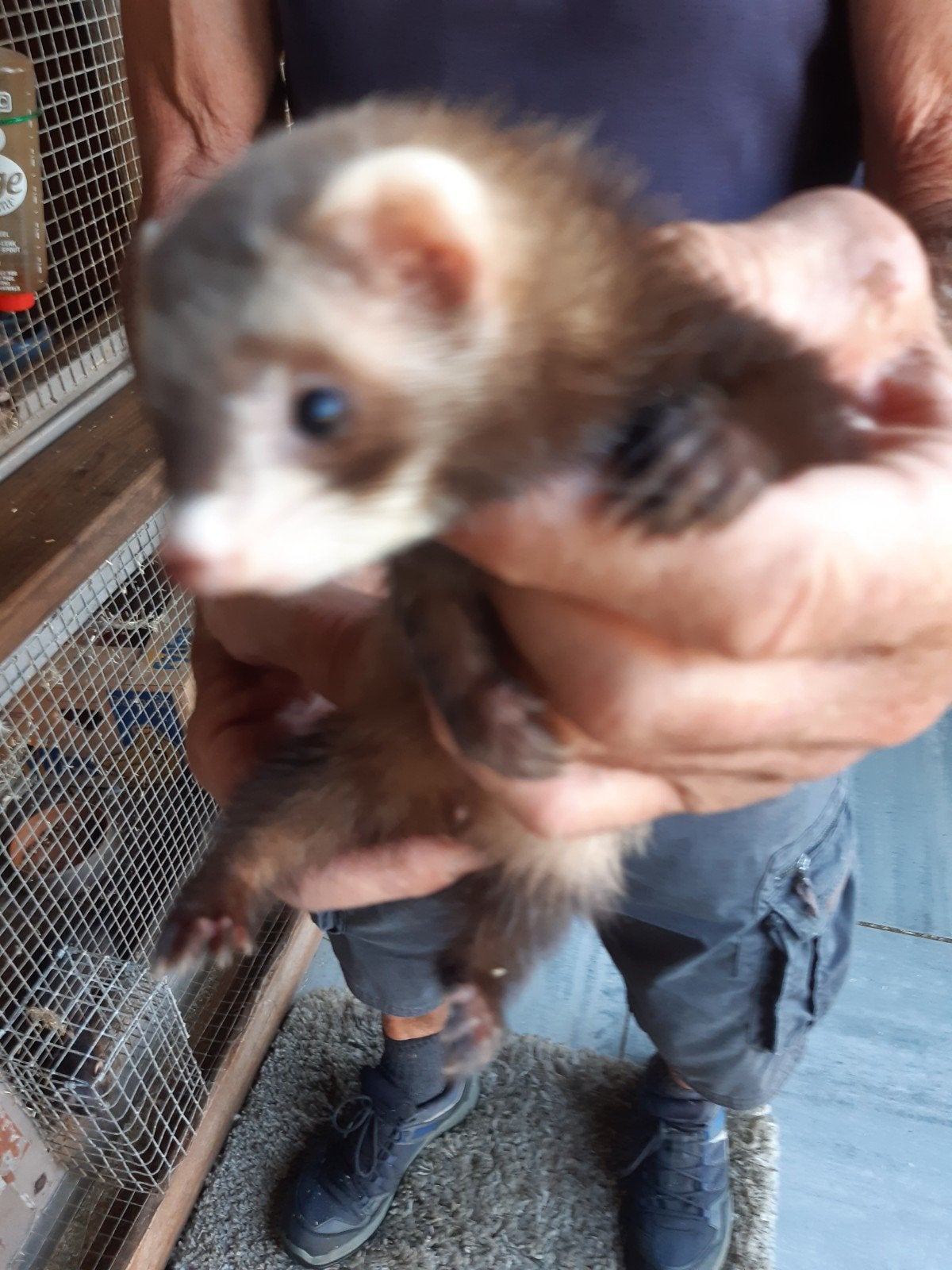 Micro fretjes, Mai, Plusieurs animaux