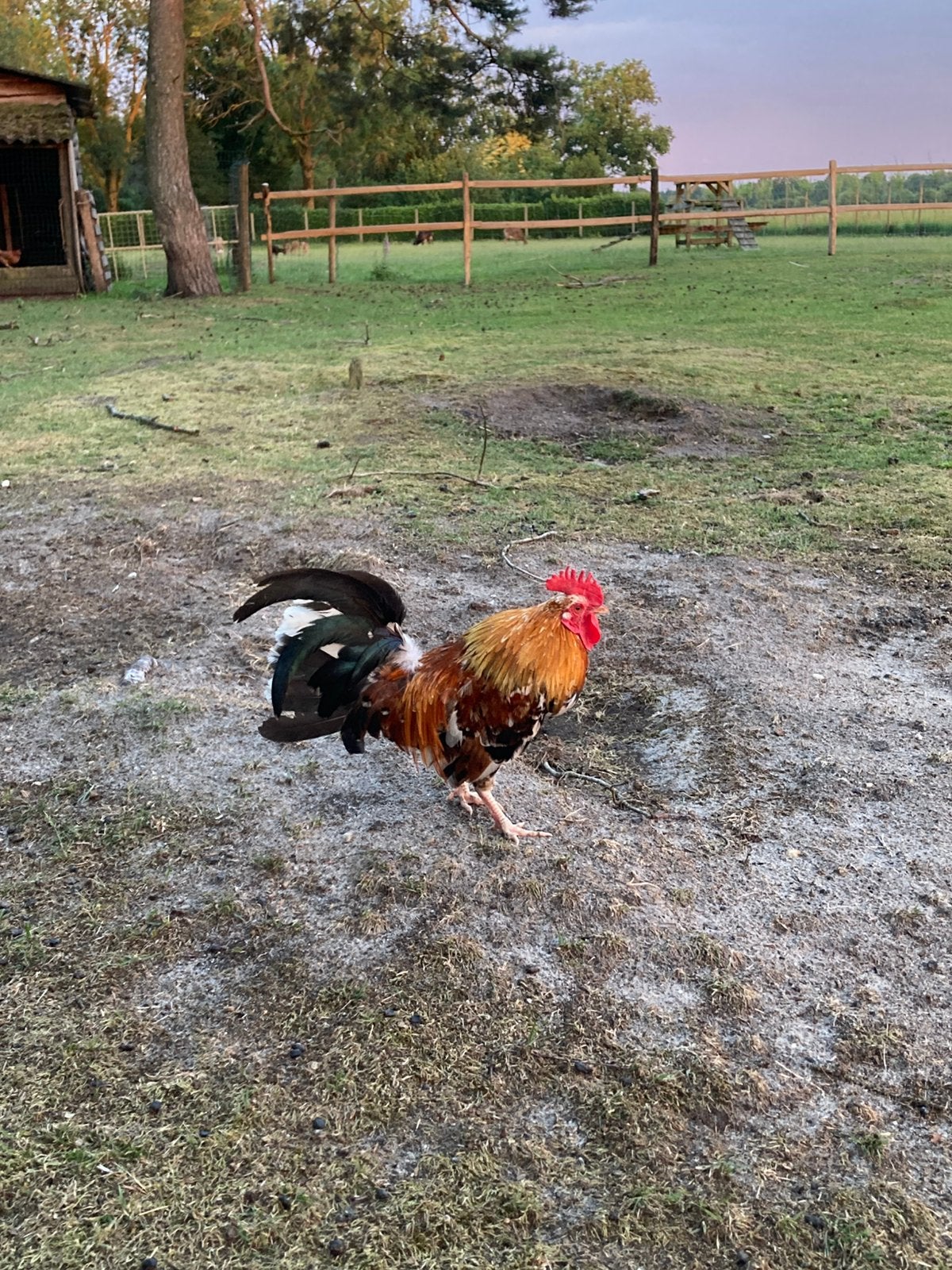Haan Doornikse kriel, Dieren en Toebehoren