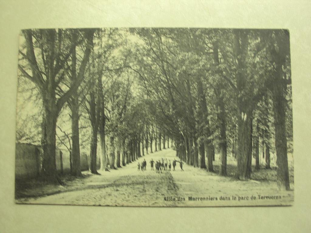 55340 -  TERVUEREN - ALLEE DE MARRONNIERS DANS LE PARC, Verzenden
