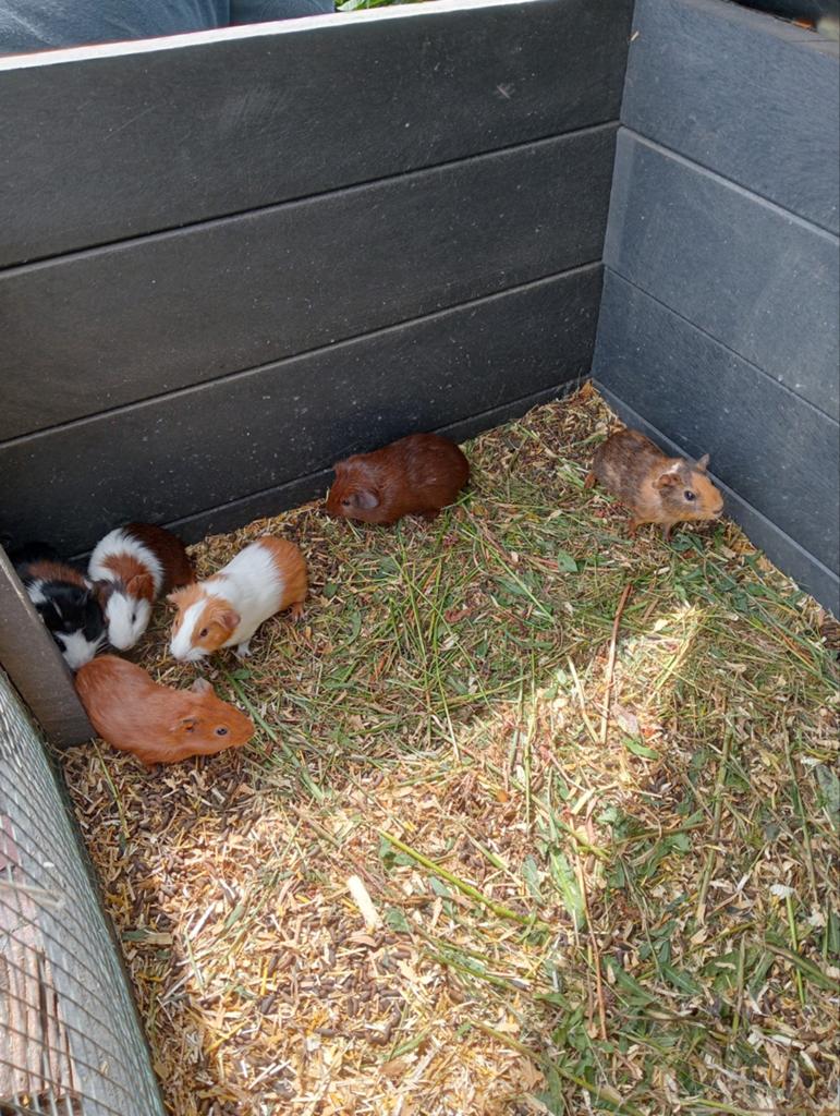 Jonge cavia beertjes, Dieren en Toebehoren, Knaagdieren, Cavia, April, Meerdere dieren, Tam