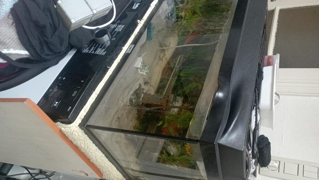 aqaurium, Enlèvement, Poissons inclus, Utilisé, Aquarium d'eau douce rempli