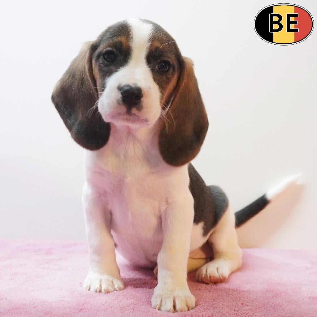 Beagle, pups te koop (Belgisch), Parvo, België, Beagle, Handelaar