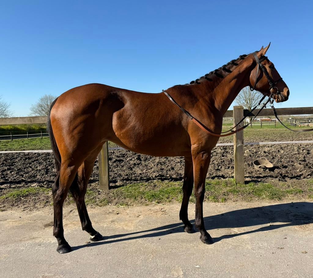 3-jarige merrie, Dieren en Toebehoren, Paarden, Merrie, Zadelmak