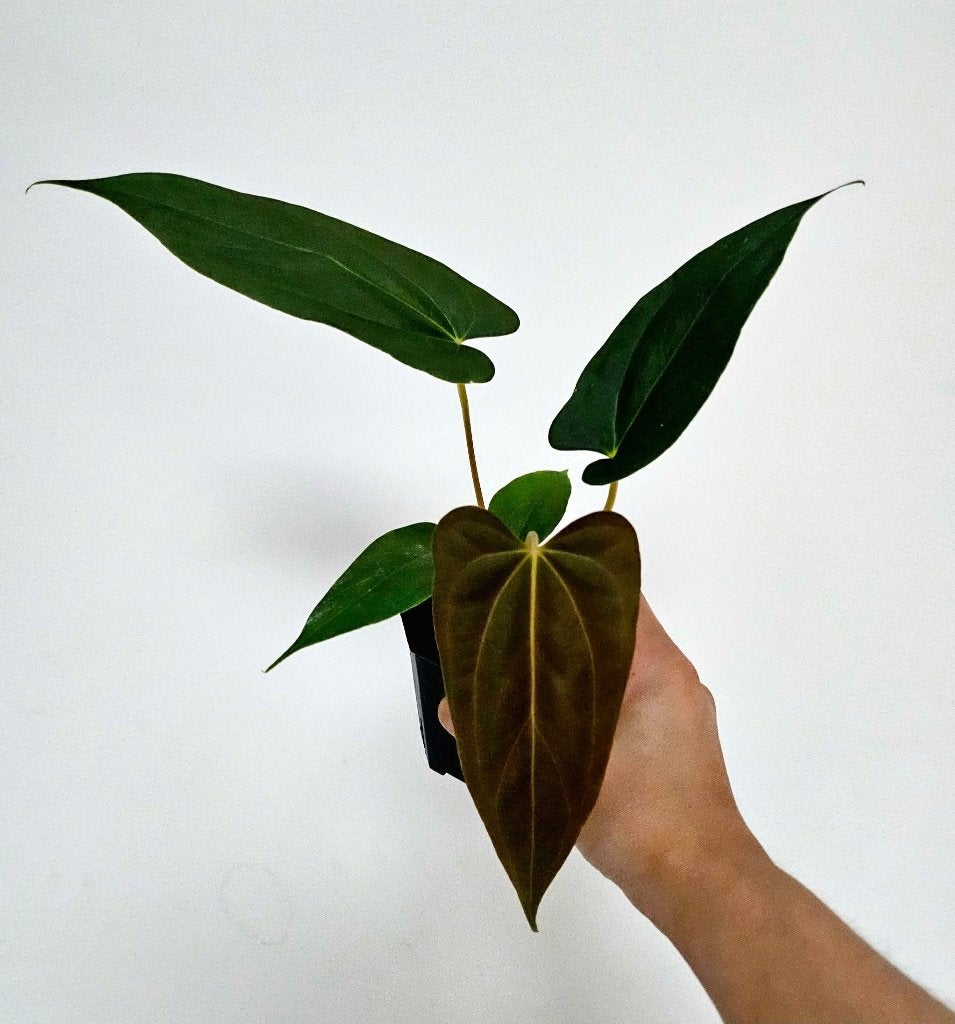 Anthurium Fort Sherman S1 x ( Ralph Lynam x Fort Sherman ), Huis en Inrichting, Overige soorten, In pot, Minder dan 100 cm, Groene kamerplant