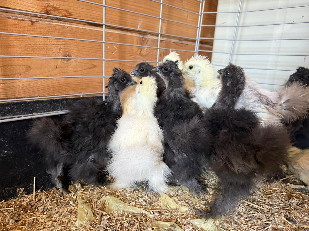 Zijdehoenders kuikens geen lamp meer nodig, Sexe inconnu, Poule ou poulet
