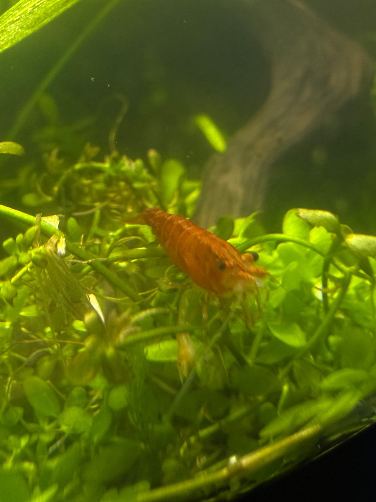 Neo caridina Orange sakura, Animaux & Accessoires, Homard, Crabe ou Crevette