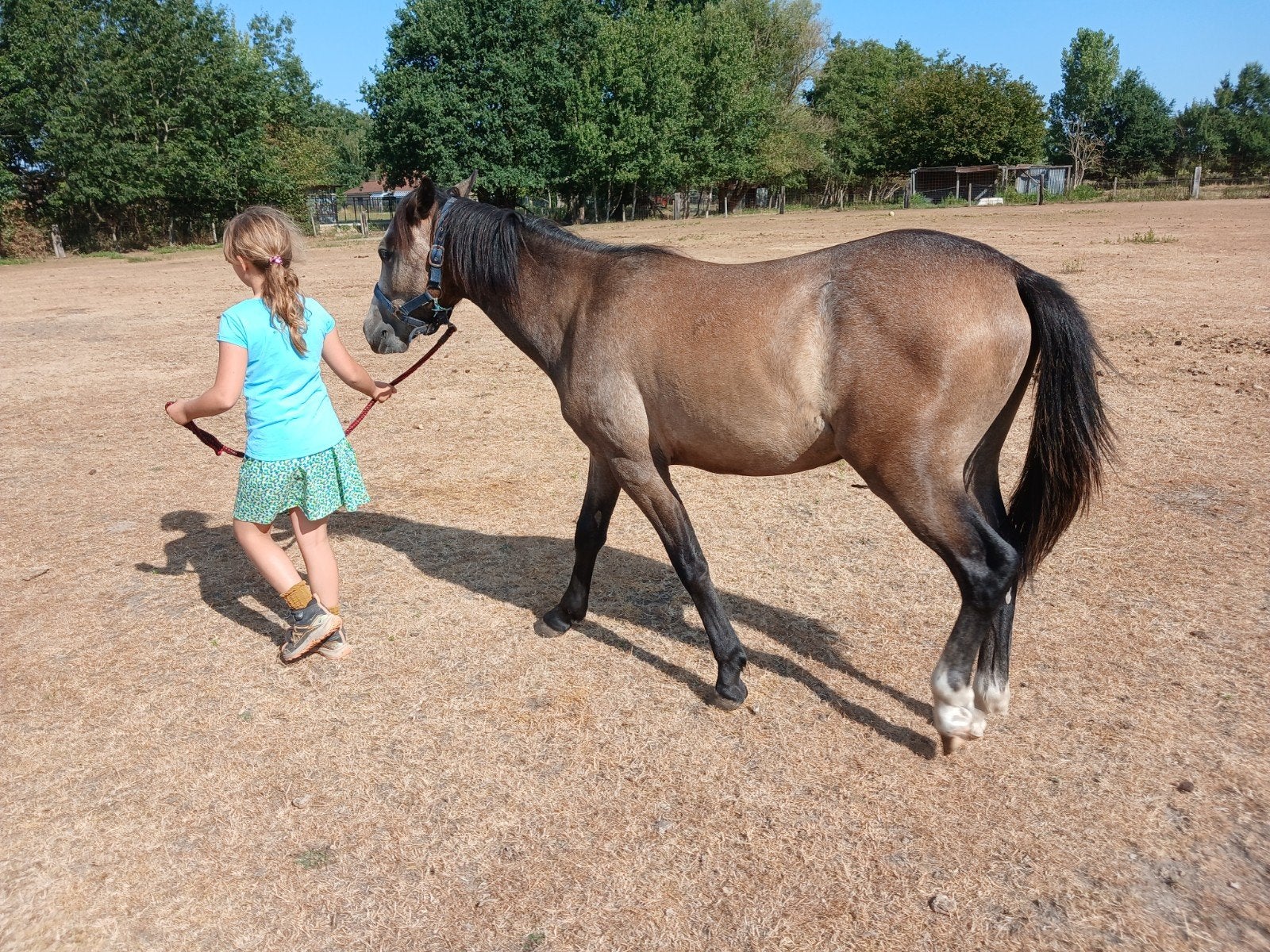 superbrave welsh x appaloosa c-pony jaarling, Dieren en Toebehoren, Gechipt, 0 tot 2 jaar, Hengst, C pony (1.27m tot 1.37m)