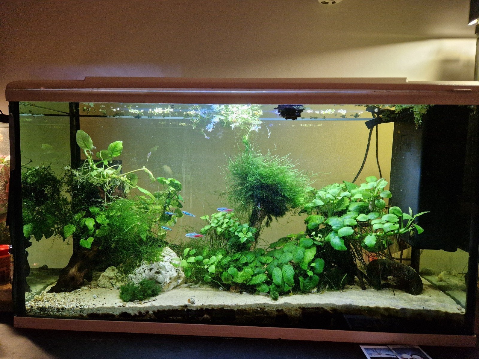 Aquarium met inhoud en heel veel extra, Dieren en Toebehoren, Ophalen, Decoratie, Tetra