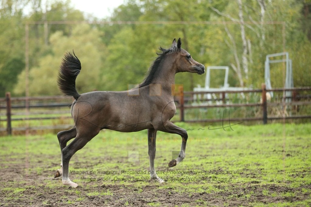Haras de pur-sang arabe, Animaux & Accessoires, Étalon, Ne s'applique pas, Avec pedigree, 0 à 2 ans