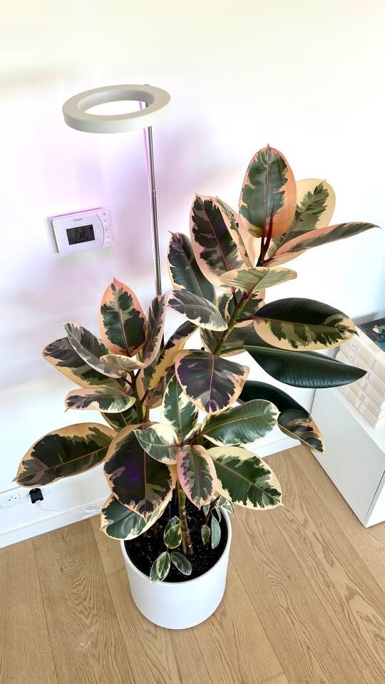 Ficus Elastica Belize 140 cm (5 pieds) + cache-pot + lampe, Ficus, En pot, Enlèvement, 100 à 150 cm
