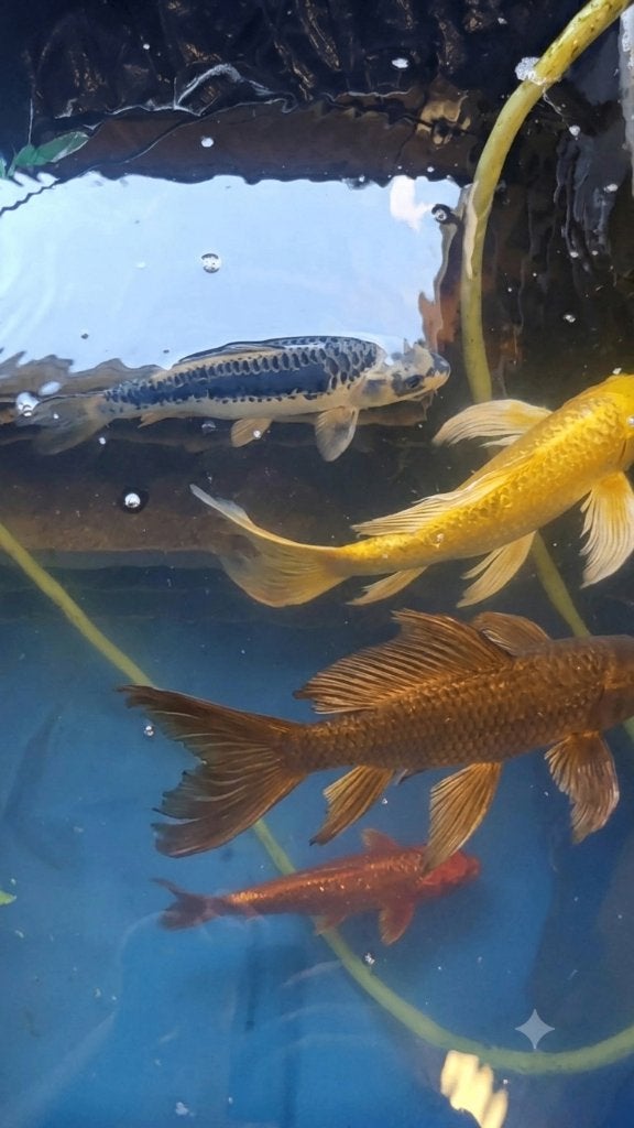Koi Uitzoeken – Beste Prijzen, Dieren en Toebehoren
