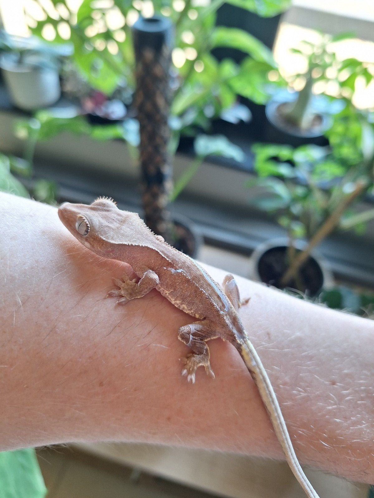 LW phantom wimpergekko, Dieren en Toebehoren, Reptielen en Amfibieën