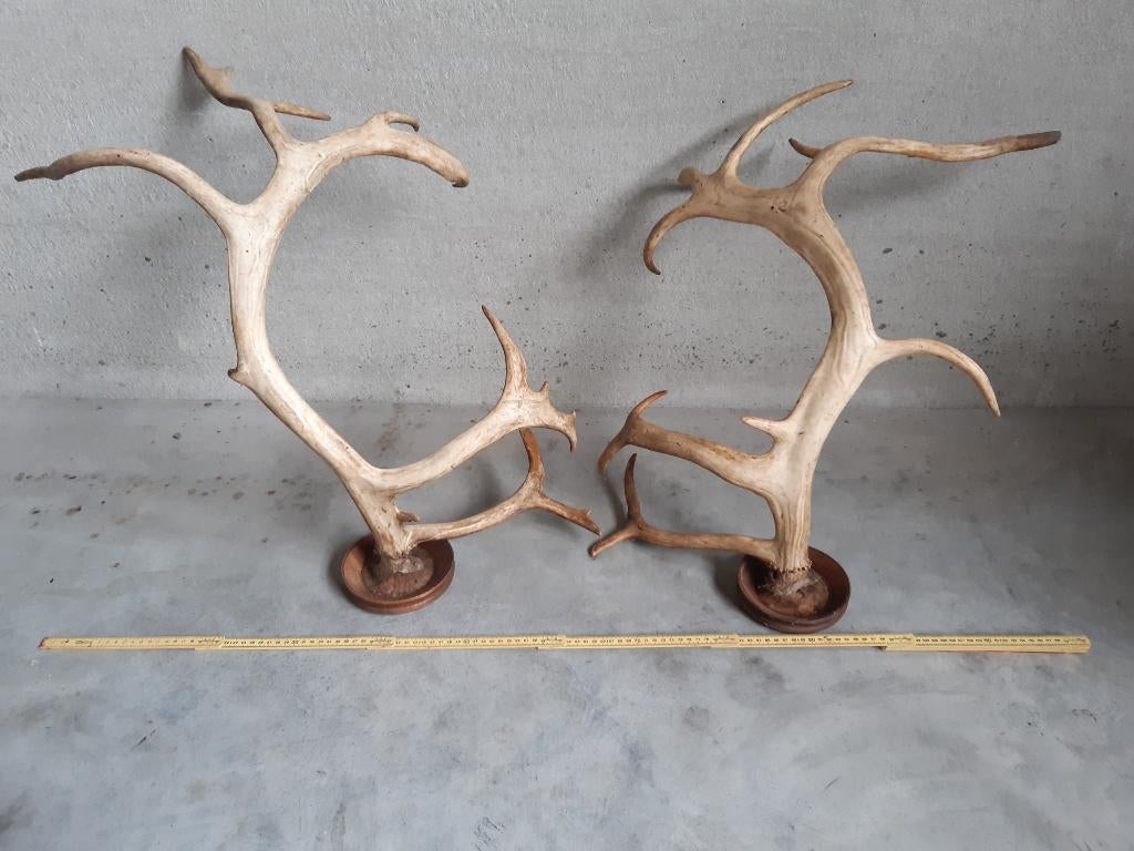 Dubbel groot gewei, Antiek en Kunst, Curiosa en Brocante, Ophalen