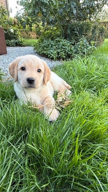 Beaux chiots labrador, Maladie de Carré (chiens), 8 à 15 semaines, Labrador retriever, Plusieurs