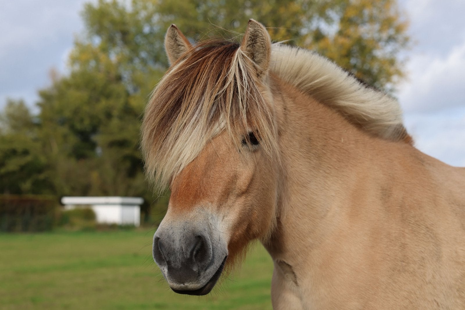 Fjord, Jument, Cheval de récréation