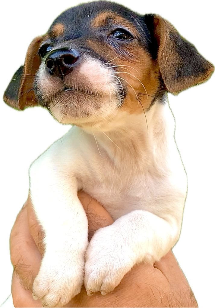 Tricolor Jack.russel Pupjes kortpotige, Dieren en Toebehoren, Honden | Jack Russells en Terriërs, CDV (hondenziekte), België, Fokker | Hobbymatig