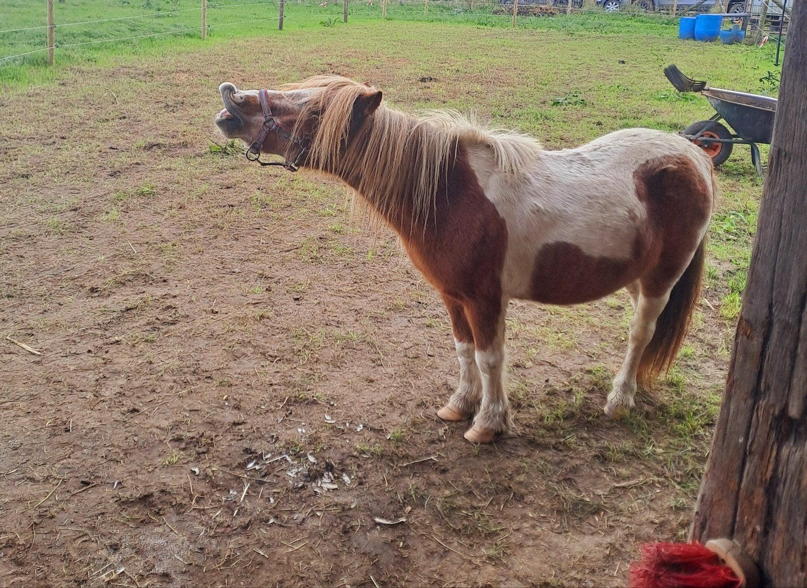 schetland pony, Dieren en Toebehoren, A pony (tot 1.17m), 11 jaar of ouder, Recreatiepony, Merrie