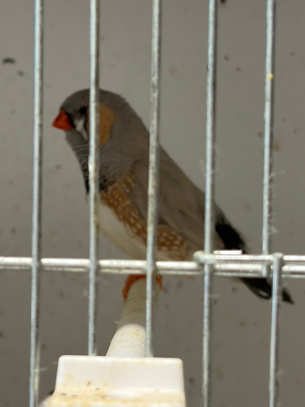 Zebravinken, Dieren en Toebehoren, Tropenvogel