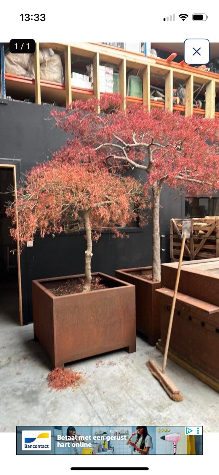 Japanse Acer in pot Cortenstaal 100/100/80, Tuin en Terras, Planten | Bomen, Ophalen, In pot