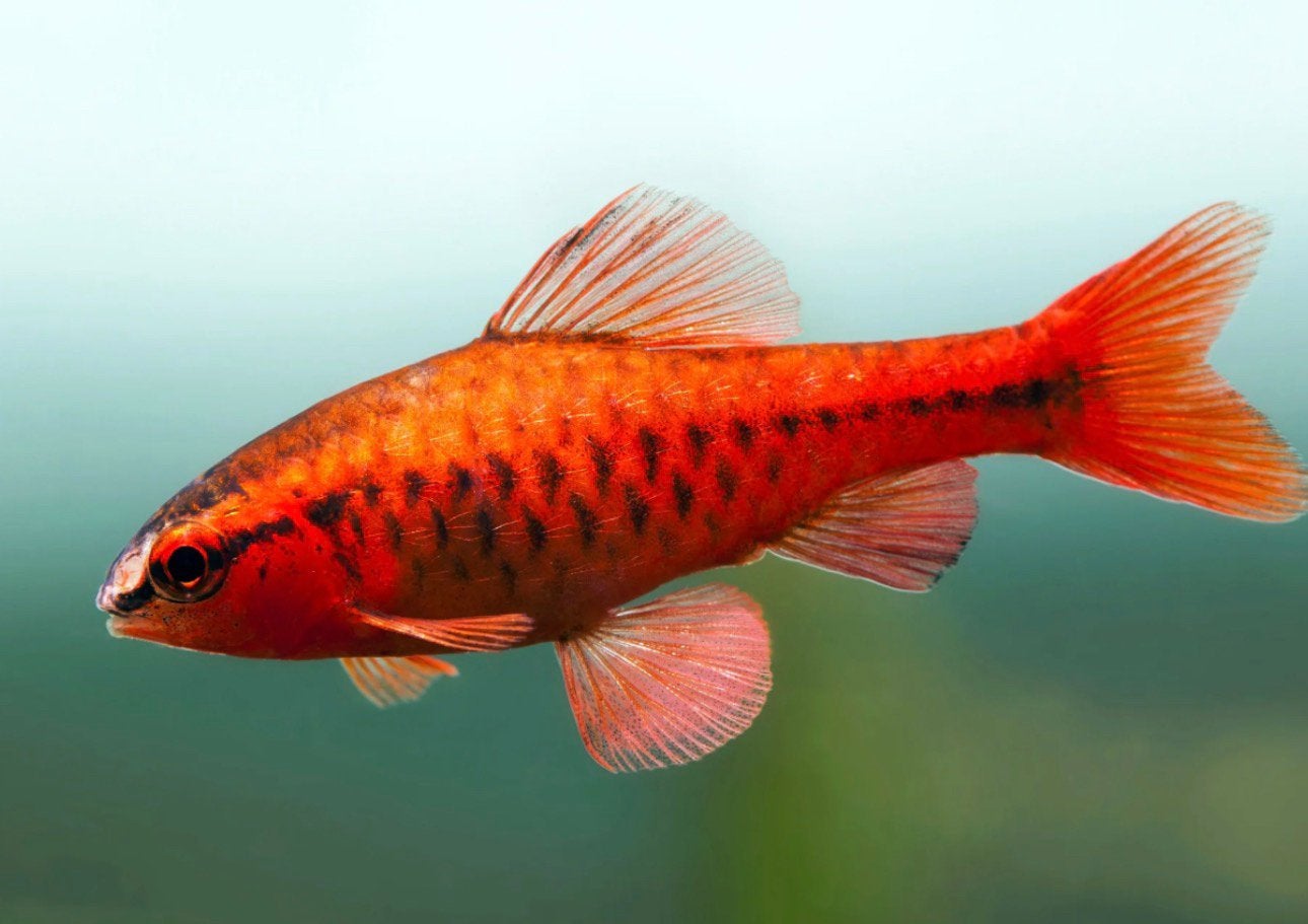 Red Cherry Barbeel, Vis, Zoetwatervis, Schoolvis