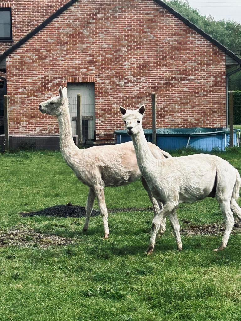 2 alpaca’s merrie en hengst, Dieren en Toebehoren, Schapen, Geiten en Varkens