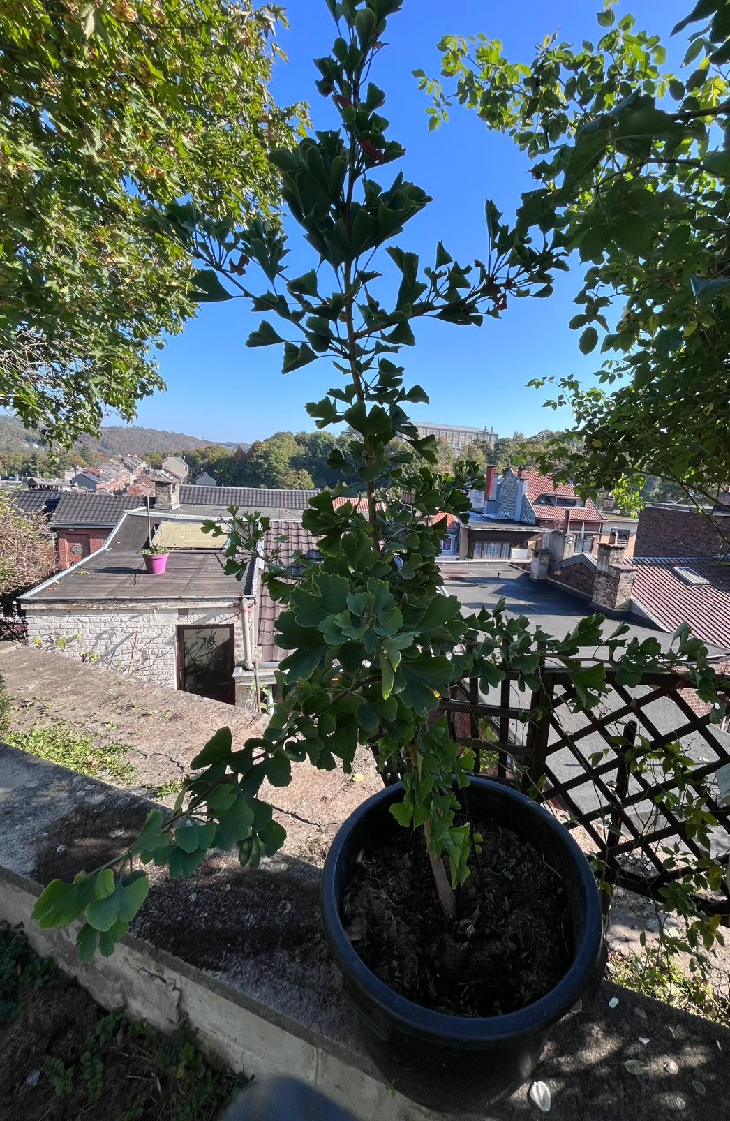 Gingko biloba, 1,5 m, Tuin en Terras, Ophalen