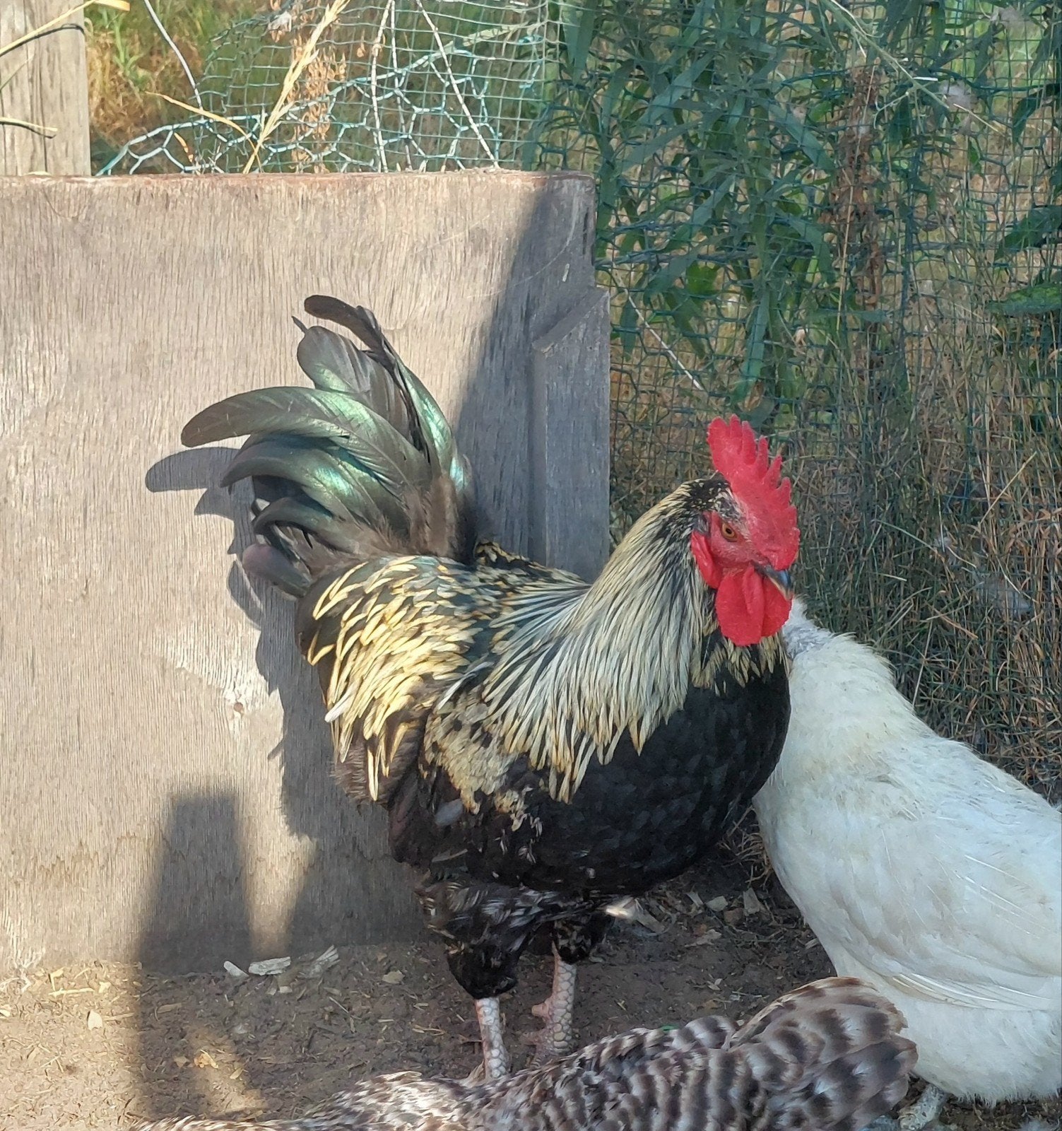 haan, Dieren en Toebehoren, Pluimvee