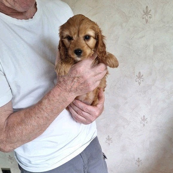 Cavapoo pups, Parvo, België, 8 tot 15 weken, Meerdere