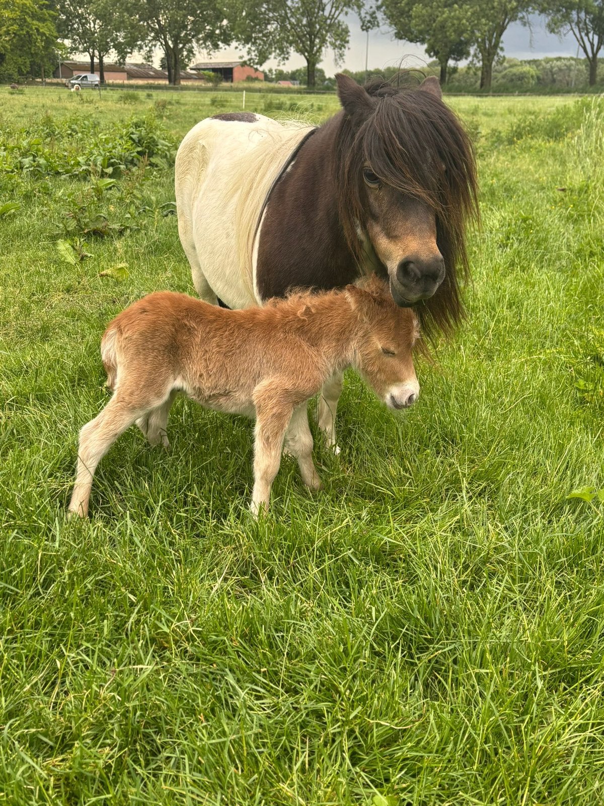 Weiland gezocht