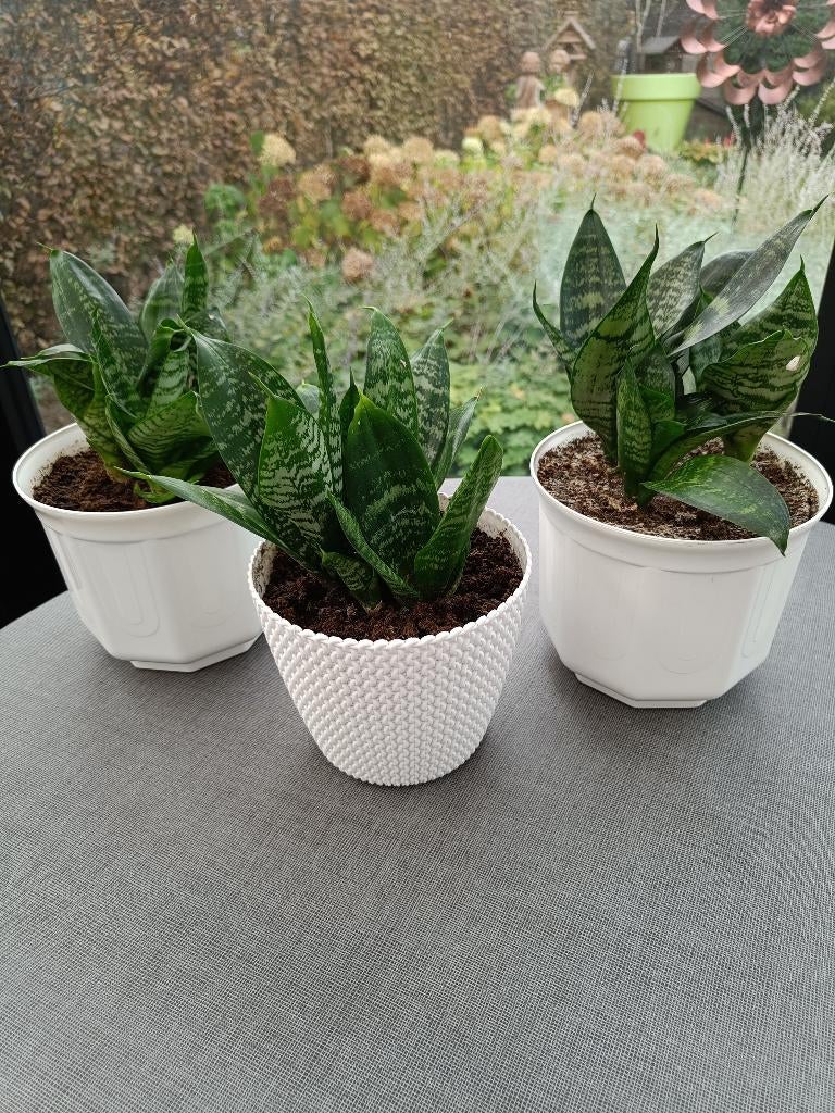 Groene kamerplanten. Sanseveria. Ook vrouwentongen., Ophalen, Overige soorten, In pot, Minder dan 100 cm