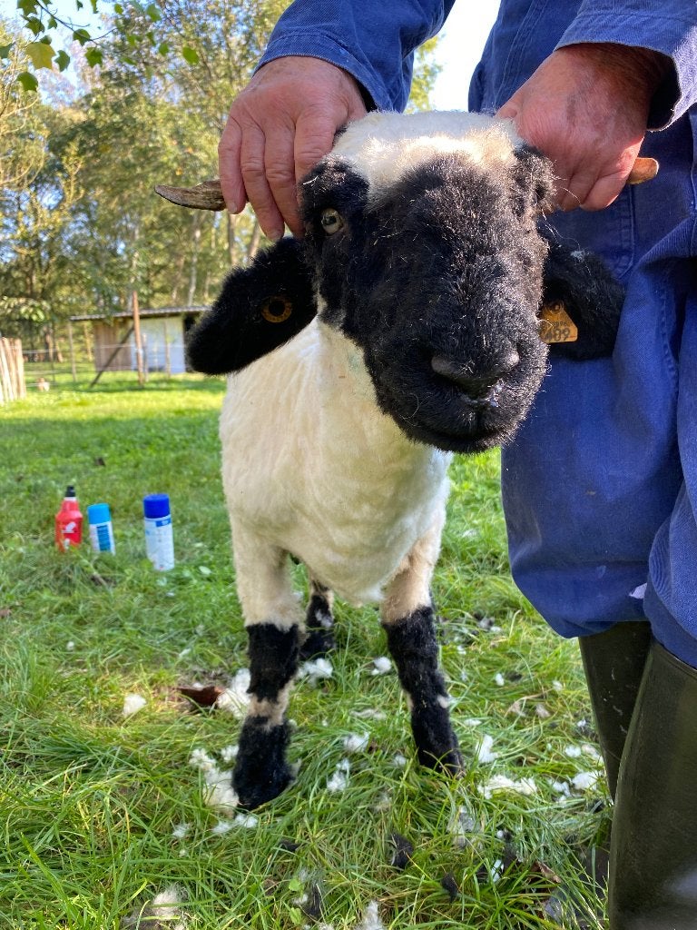Walliser Schwartznase ooi 6 maand - Fauke, Animaux & Accessoires, Femelle, Mouton, 0 à 2 ans