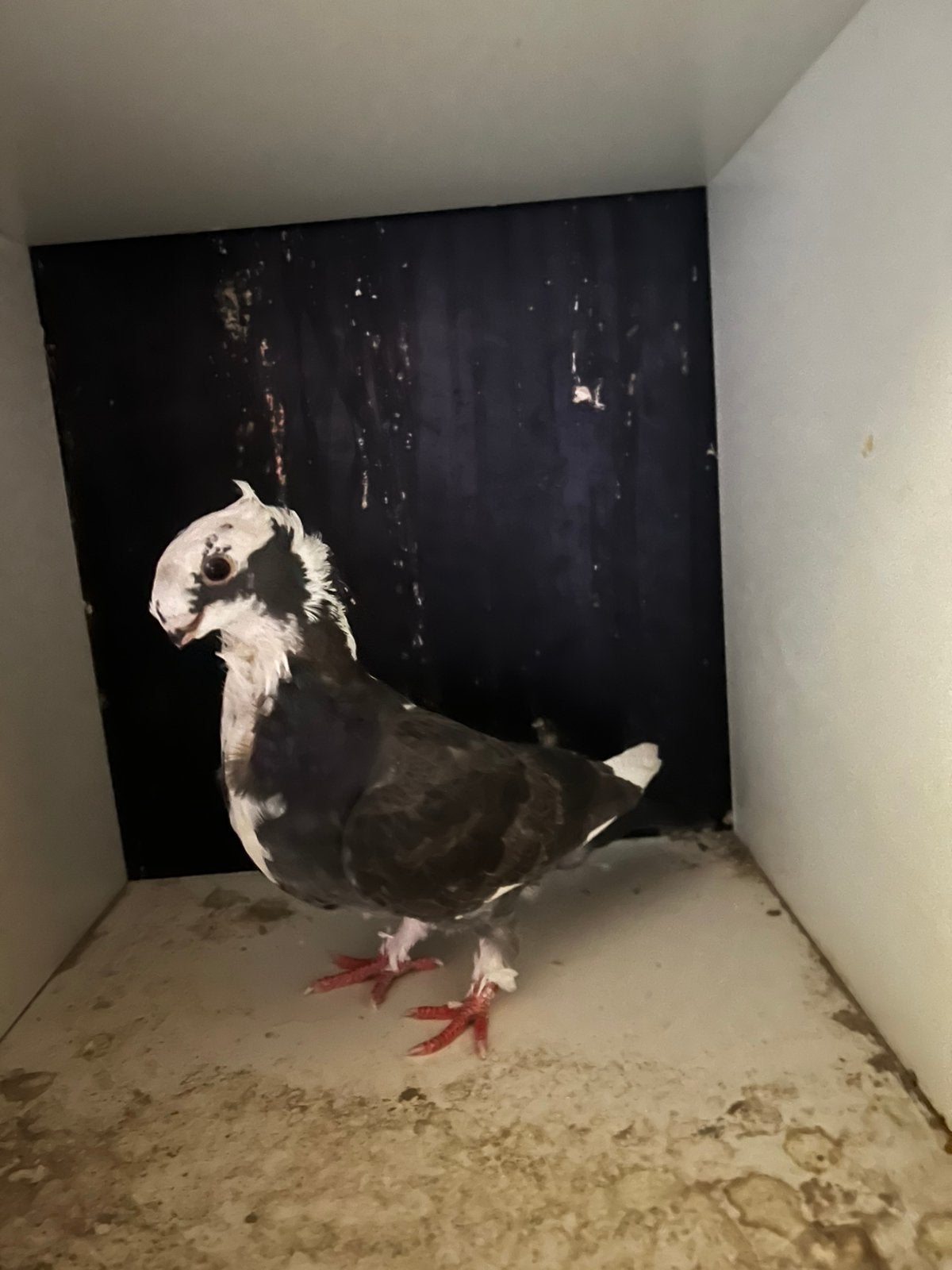 Mooi duiven, Dieren en Toebehoren, Vogels | Duiven