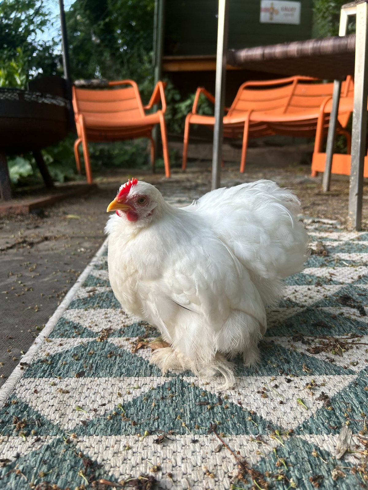 Cochin haantje (wit), Dieren en Toebehoren, Mannelijk, Kip