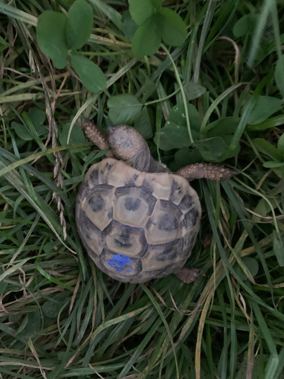 Griekse landschildpad - Thb - Nakweek 2023, Dieren en Toebehoren, Tam, 3 tot 6 jaar